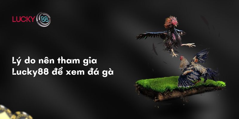 Lý do nên tham gia ku711 để xem đá gà